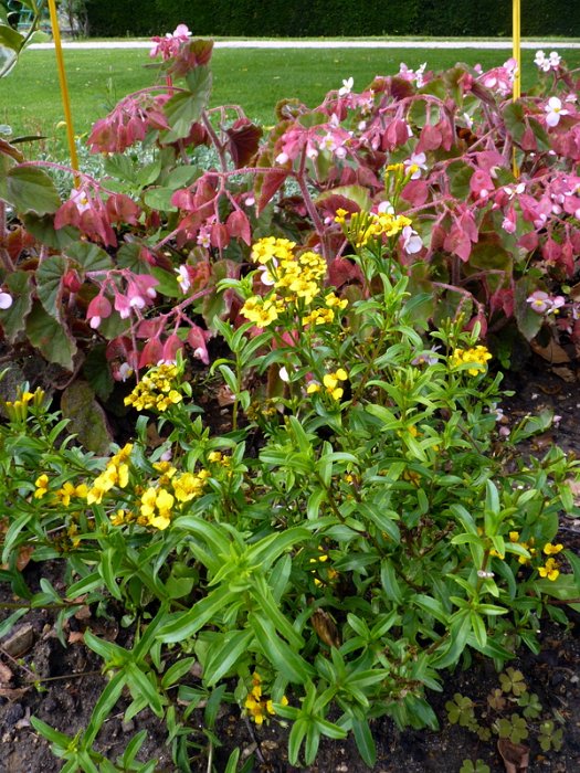 Tagetes lucida (2)